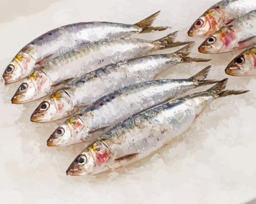 Sardine Fish paint by number