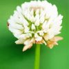 White Clover Flower paint by number