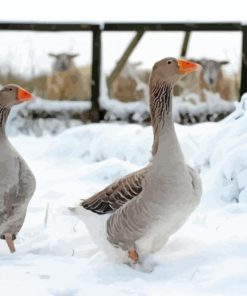 Wild Geese In Snow paint by number