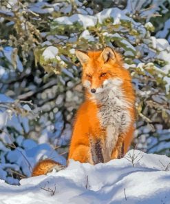 Winter Fox In Forest paint by number