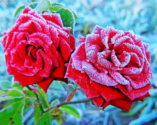 Winter Roses paint by number