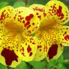 Yellow Red Monkeyflower paint by number