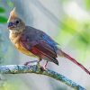 Aesthetic Juvenile Cardinal Paint By Numbers