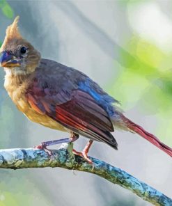 Aesthetic Juvenile Cardinal Paint By Numbers