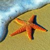 Aesthetic Sea Star Paint By Numbers