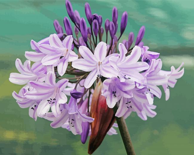 Agapanthus paint by number
