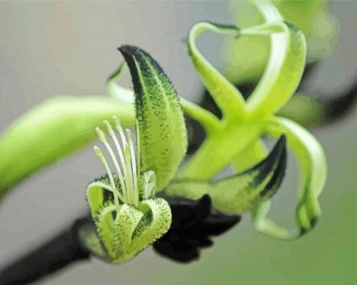 Black And Green Kangaroo Paw paint by number