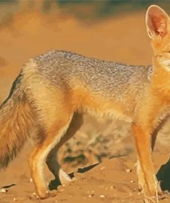 Cape Fox Paint By Number