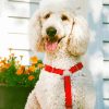 Happy White Poodle paint by number