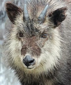 Japanese Serow Animal paint by number