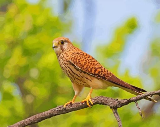 Kestrel Bird paint by number