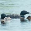 Lake With Loons Family Paint By Numbers