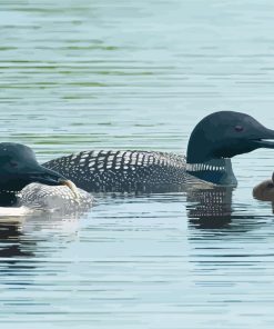 Lake With Loons Family Paint By Numbers