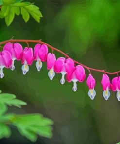 Pink Asian Bleeding Heart Paint By Numbers