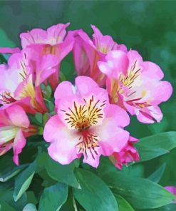 Pink Alstroemeria Flower Paint By Numbers