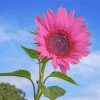 Pink Sunflower Paint By Numbers