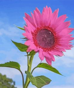 Pink Sunflower Paint By Numbers