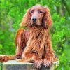 Red Setter paint by number