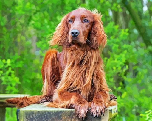 Red Setter paint by number