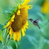Sunflower And Bird Paint By Numbers