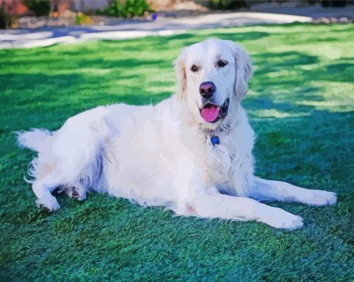 White Golden Retriever Dog Paint By Numbers