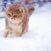 Winter Cat paint by number