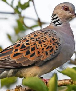 Aesthetic Turtle Dove Paint By Numbers