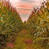 Corn Farm Field Sunset paint by number