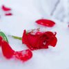 Lonely Red Flowers Snow paint by number