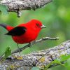 Red songbird Paint By Numbers