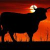 Sunset Cow Silhouette Paint By Numbers