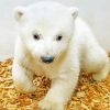 White Baby Bear paint by number