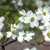 White Dogwoods Paint By Numbers