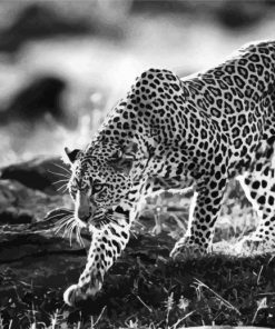 Wild Black And White Cheetahs Paint By Numbers