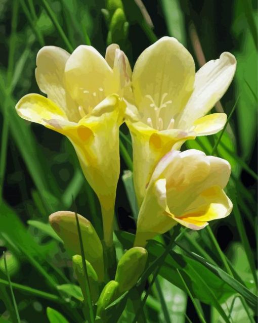 Yellow Fresia paint by number