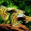 Yellow Guppy Fish Paint By Numbers